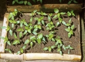 Superhot Chile Peppers
