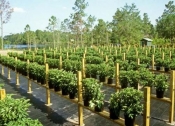 Gardening and Agriculture