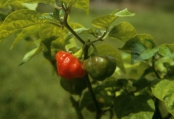 Chile Peppers
