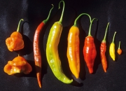 Chile Varieties