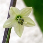 Food-Related Flowers